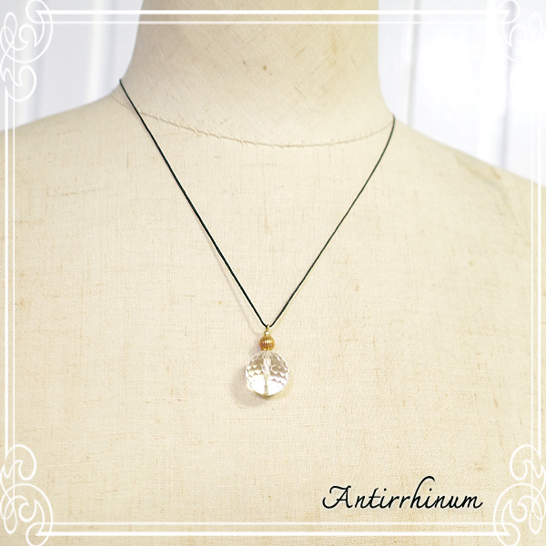  Antirrhinum [ AeBi ] 