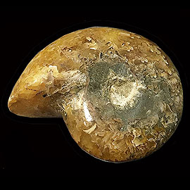 アンモナイト(ammonite)