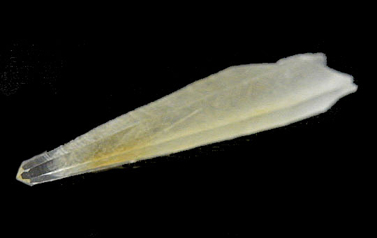  NX^(Crystal@Quartz)
