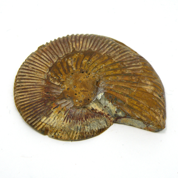 アンモナイト亜綱(Ammonoidea)原石