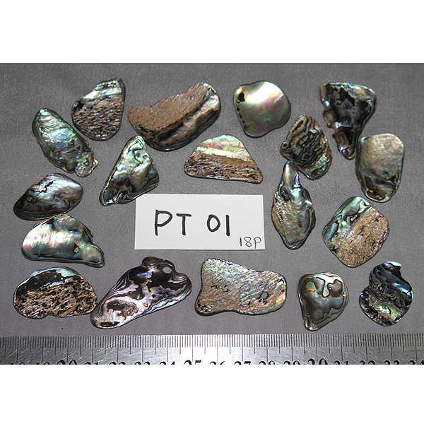 ニュージーランド(NZ) パウア貝(Paua Shell) 天然石ビーズ 販売