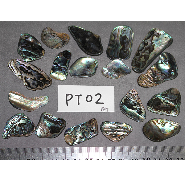 ニュージーランド(NZ) パウア貝(Paua Shell) 天然石ビーズ 販売