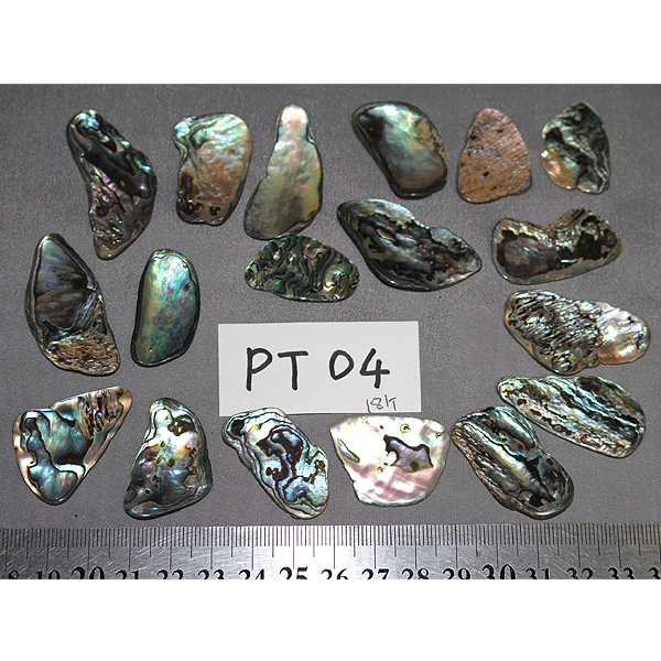 ニュージーランド(NZ) パウア貝(Paua Shell) 天然石ビーズ 販売