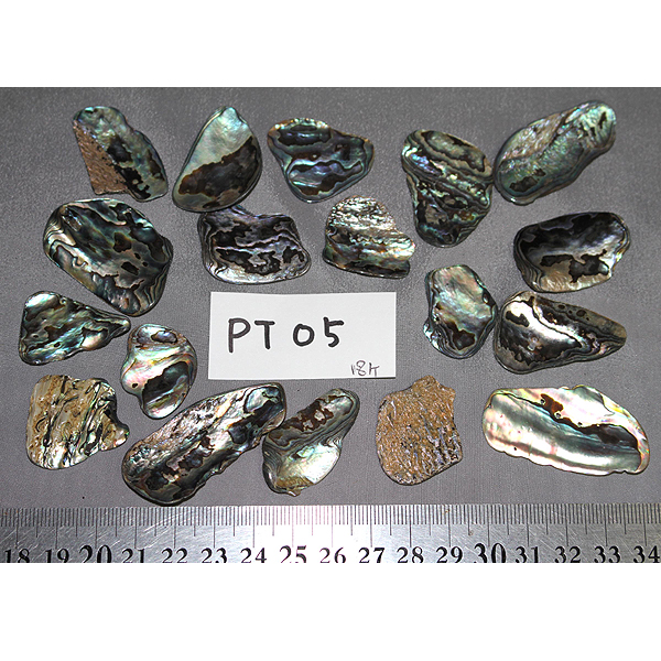 ニュージーランド(NZ) パウア貝(Paua Shell) 天然石ビーズ 販売