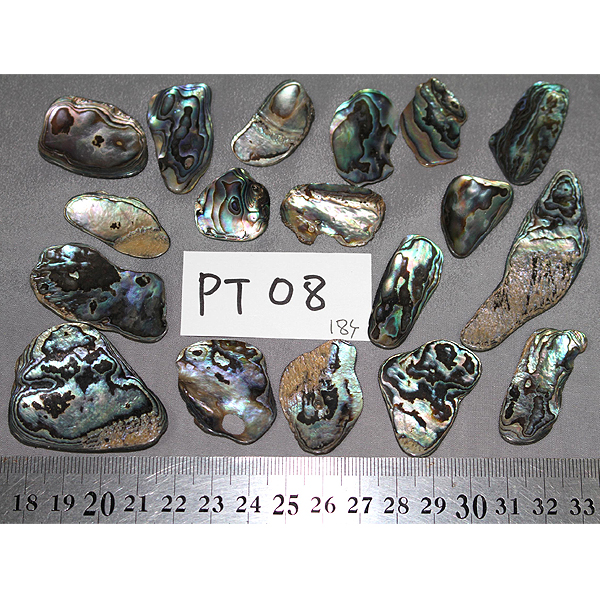 ニュージーランド(NZ) パウア貝(Paua Shell) 天然石ビーズ 販売