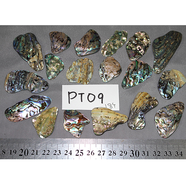 ニュージーランド(NZ) パウア貝(Paua Shell) 天然石ビーズ 販売
