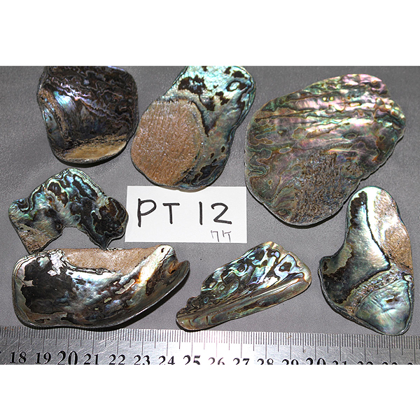 ニュージーランド(NZ) パウア貝(Paua Shell) 天然石ビーズ 販売