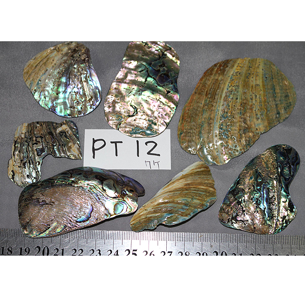 ニュージーランド(NZ) パウア貝(Paua Shell) 天然石ビーズ 販売