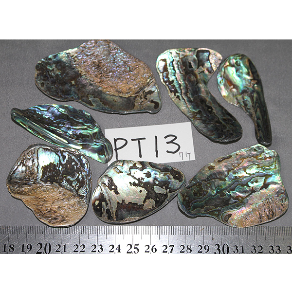 ニュージーランド(NZ) パウア貝(Paua Shell) 天然石ビーズ 販売