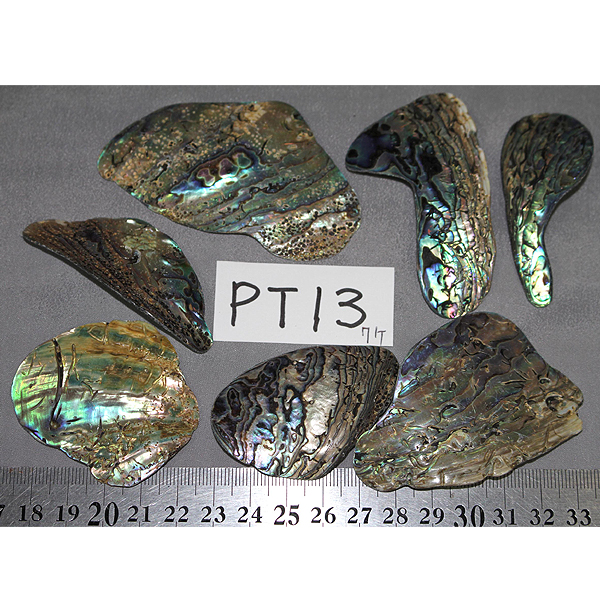 ニュージーランド(NZ) パウア貝(Paua Shell) 天然石ビーズ 販売