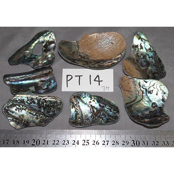 ニュージーランド(NZ) パウア貝(Paua Shell) 天然石ビーズ 販売
