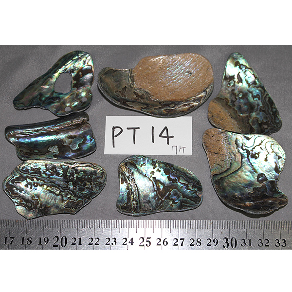 ニュージーランド(NZ) パウア貝(Paua Shell) 天然石ビーズ 販売