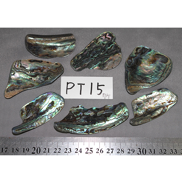 ニュージーランド(NZ) パウア貝(Paua Shell) 天然石ビーズ 販売