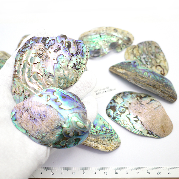 ニュージーランド(NZ) パウア貝(Paua Shell) 天然石ビーズ 販売