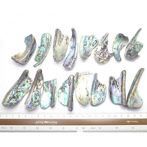 ニュージーランド(NZ) パウア貝(Paua Shell) 天然石ビーズ 販売