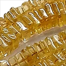Vg(Citrine) r[Y