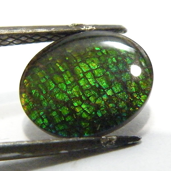 アンモライト(Ammolite) 天然石ルース限定品