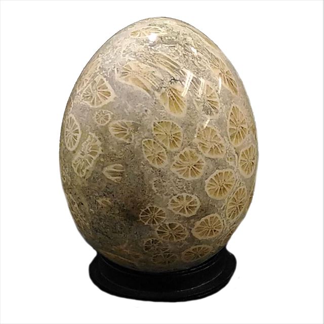 サンゴ化石(coral fossil)原石