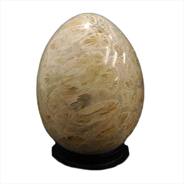 サンゴ化石(coral fossil)原石