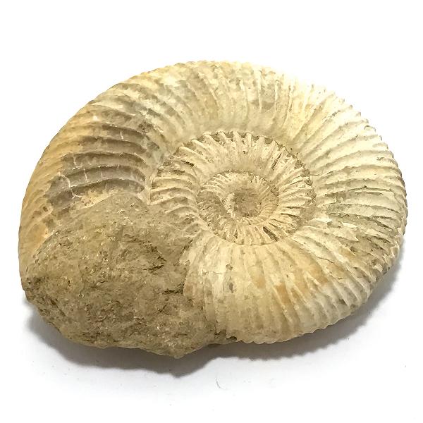 アンモナイト化石(Ammonite fossil)原石
