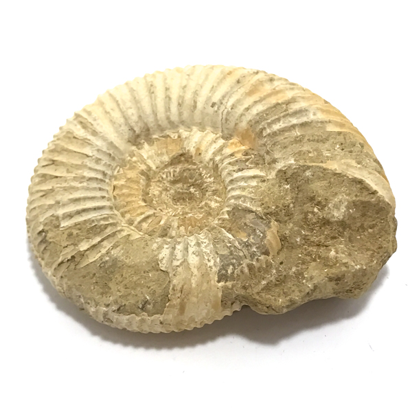 アンモナイト化石(Ammonite fossil)原石