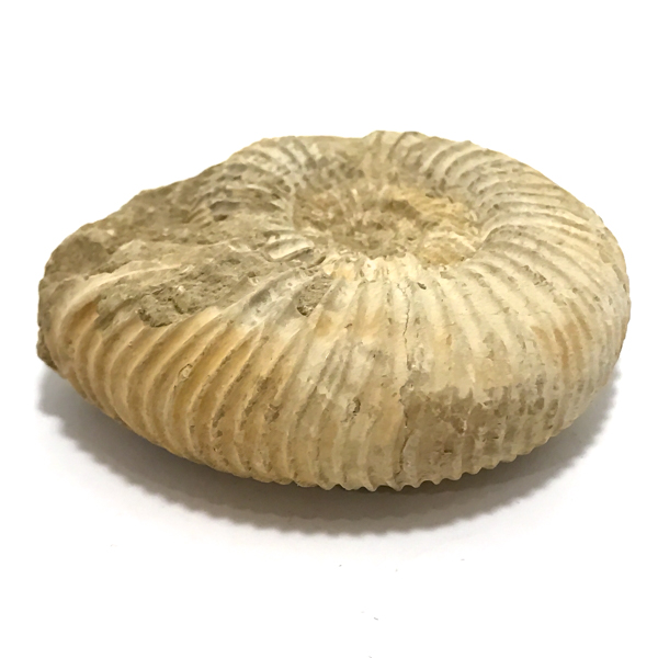 アンモナイト化石(Ammonite fossil)原石