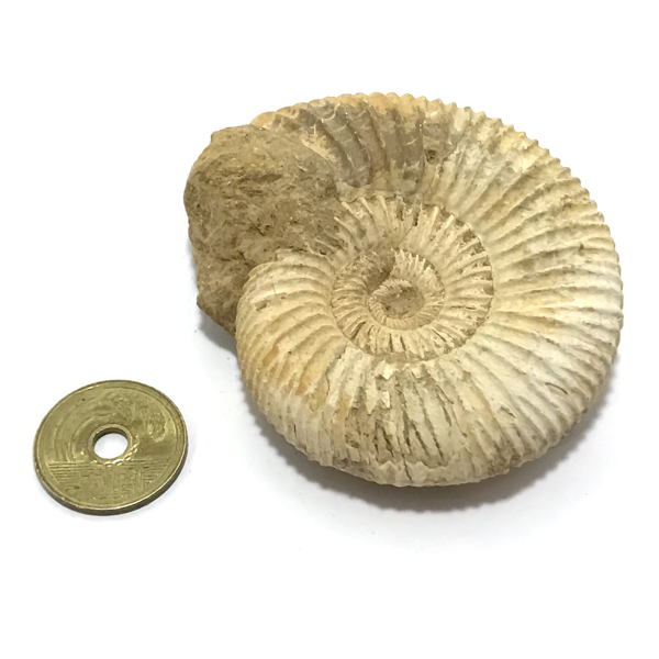 アンモナイト化石(Ammonite fossil)原石