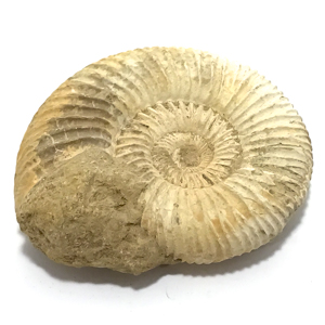 アンモナイト化石(Ammonite fossil)原石