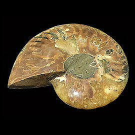 アンモナイト(ammonite)