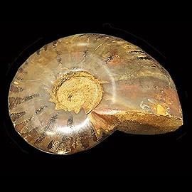 アンモナイト(ammonite)
