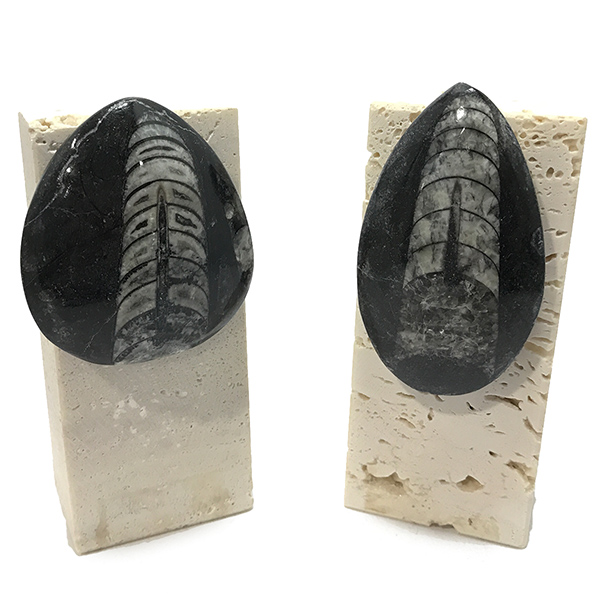 オルソセラス化石(Orthoceras fossil) 天然石鉱物標本