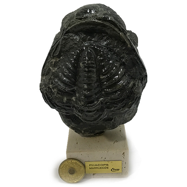 t@RvX(Phacops fossil)@VR΍zW{