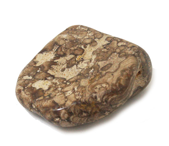   Xg}Cg(stromatolite)