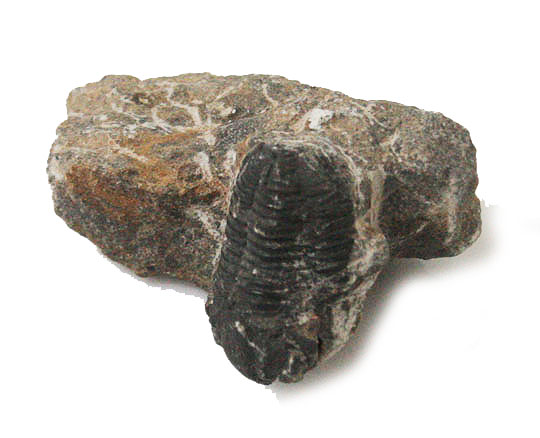   Ot(Trilobite)