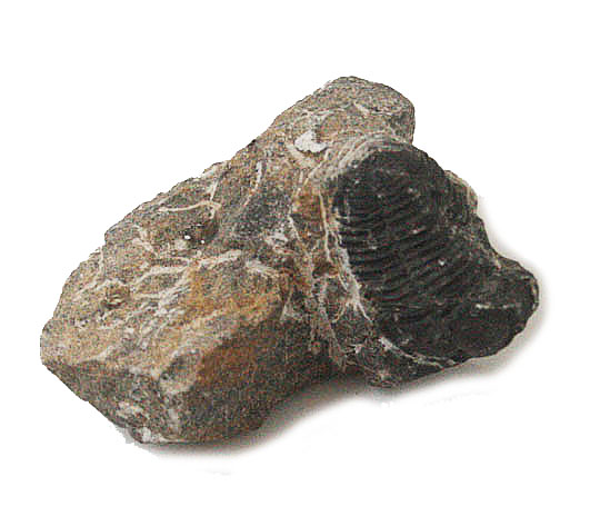   Ot(Trilobite)