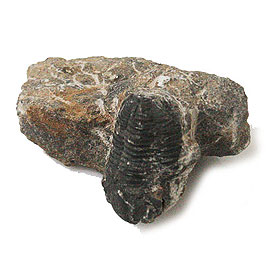   Ot(Trilobite)