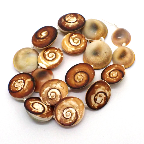 TUG̃t^(Turban shell) VR΃r[Y ̔