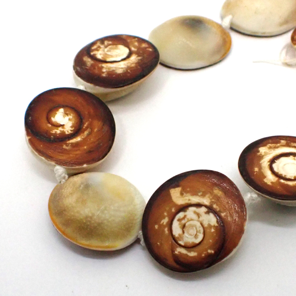 TUG̃t^(Turban shell) VR΃r[Y ̔