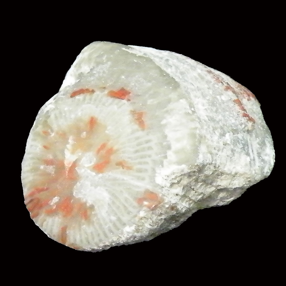 コーラル珊瑚化石(Coral fossil) 原石
