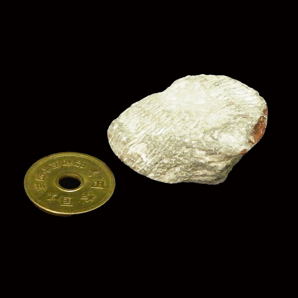 コーラル珊瑚化石(Coral fossil) 原石