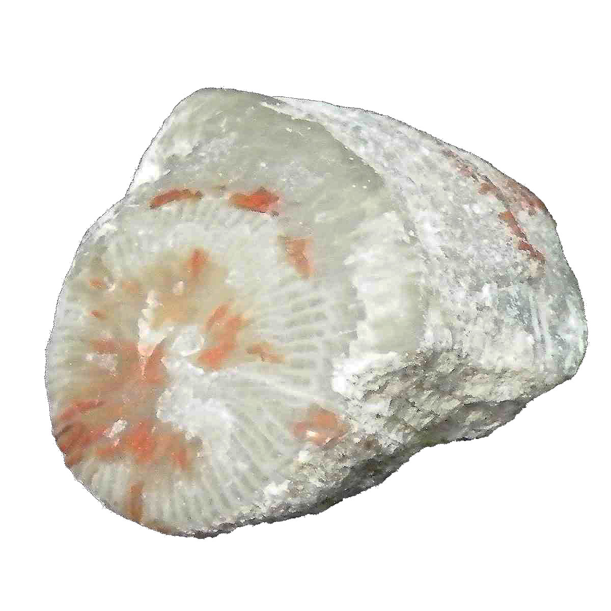 コーラル珊瑚化石(Coral fossil) 原石