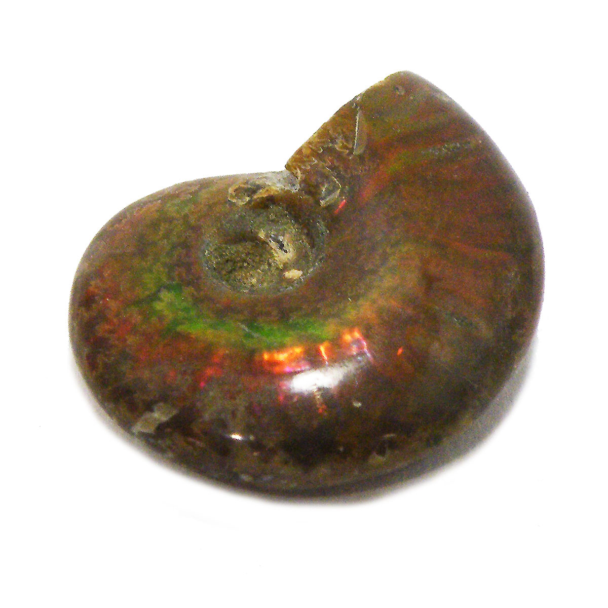 アンモナイト化石(Ammonite fossil) 原石