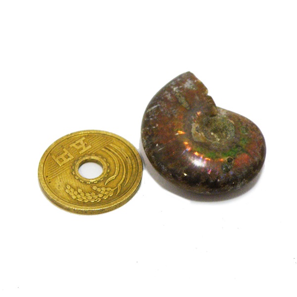 アンモナイト化石(Ammonite fossil) 原石